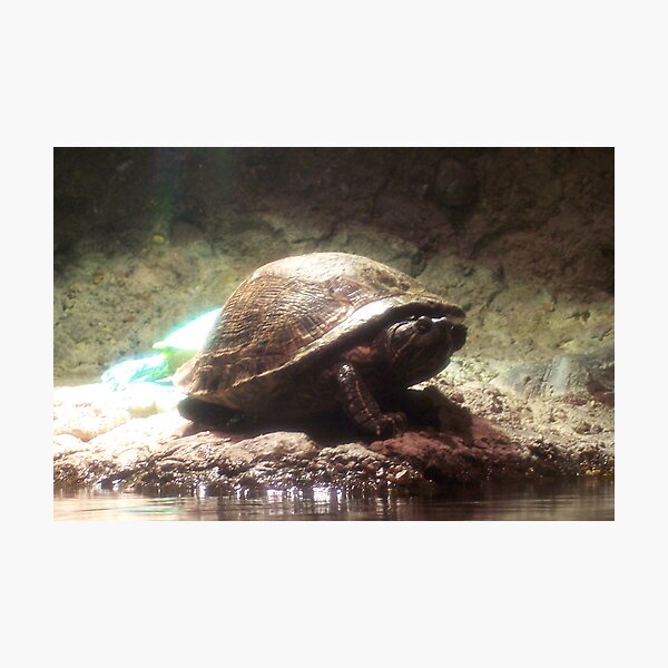Shy Photographic Print