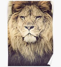 Lion Poster