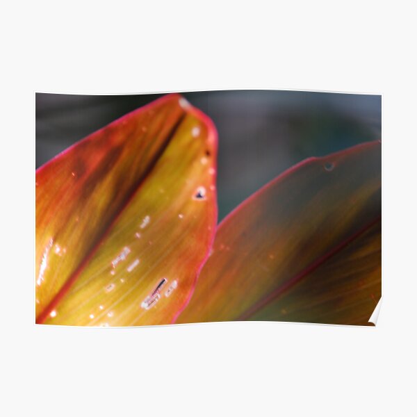 red and orange leaves Poster