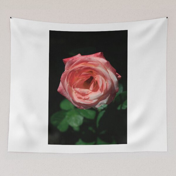 Item preview, Red rose on black background designed and sold by olena2552.