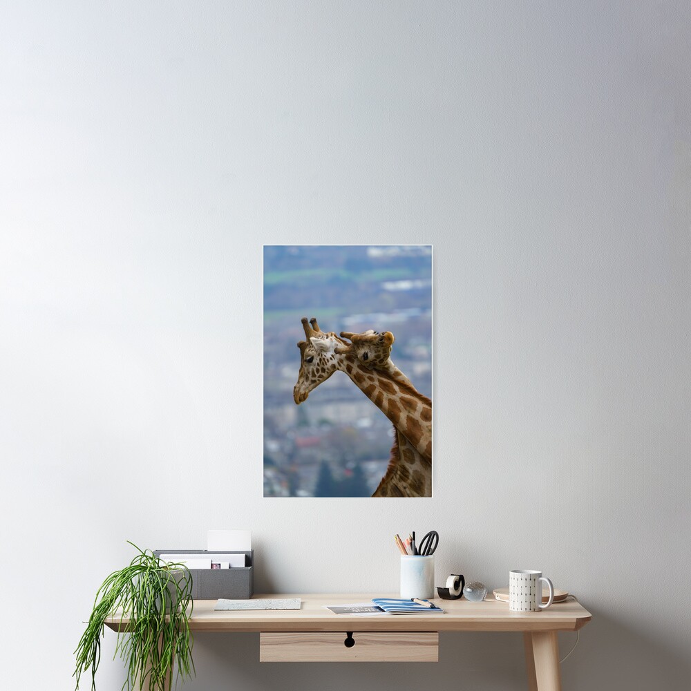 Giraffe's neck bashing Poster for Sale by rawshutterbug