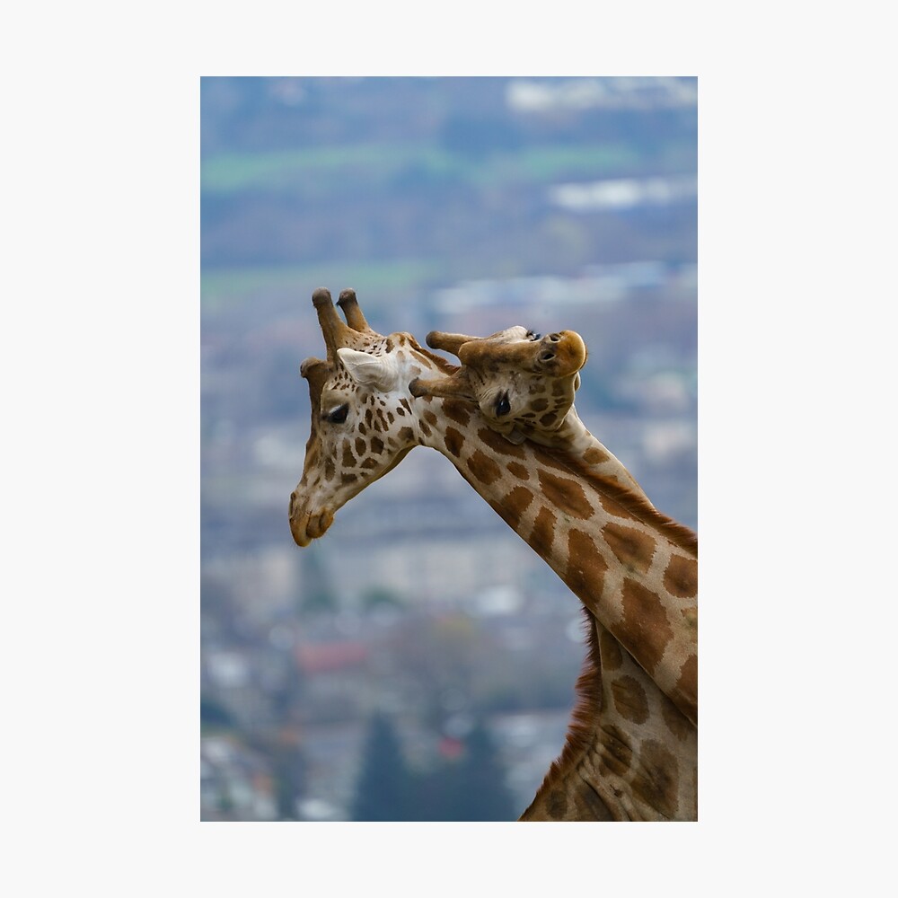 Giraffe's neck bashing Poster for Sale by rawshutterbug