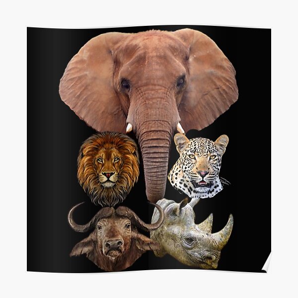  Big Five Die Big Five Big 5 Afrika Calfonia Safari L we B ffel 