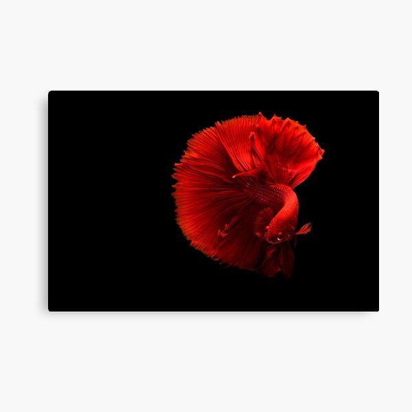 Close Up of a Red Siamese Fighting Fish Canvas Print