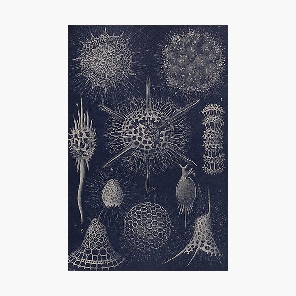 Artikel-Vorschau von Vintage Radiolaria Fossilien, designt und verkauft von BlueSpecsStudio.