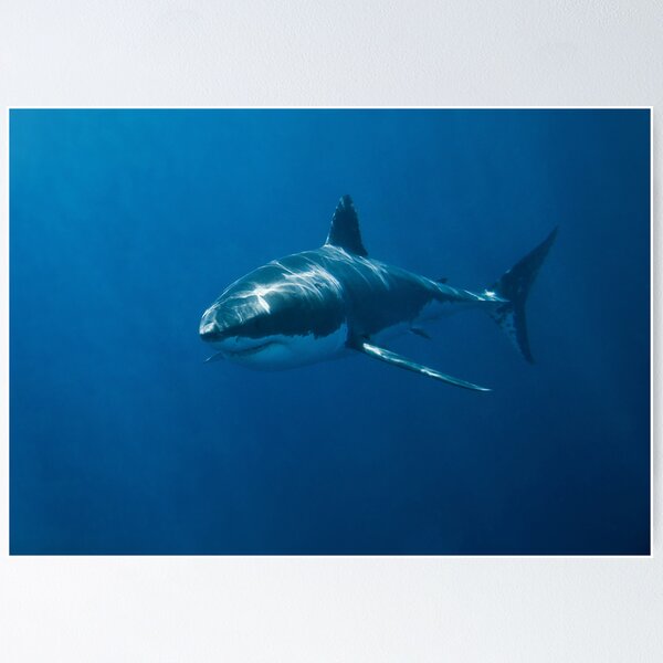 Item preview, Great White Shark designed and sold by John White.