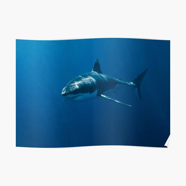 Great White Shark Poster