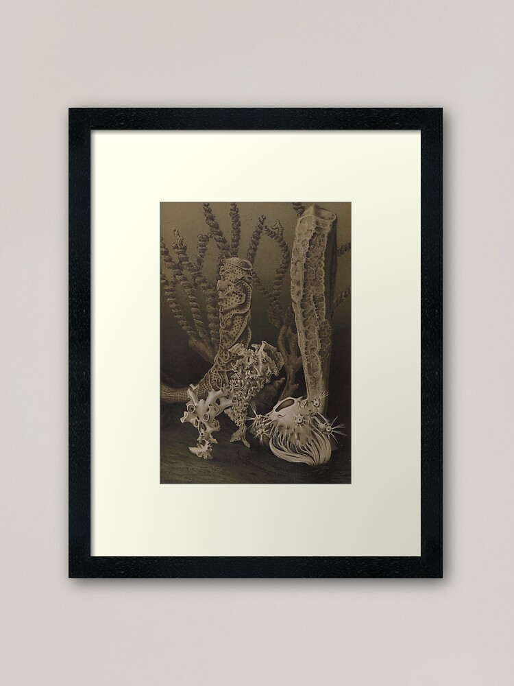 Alternate view of Naturalist Glass Sponges Framed Art Print