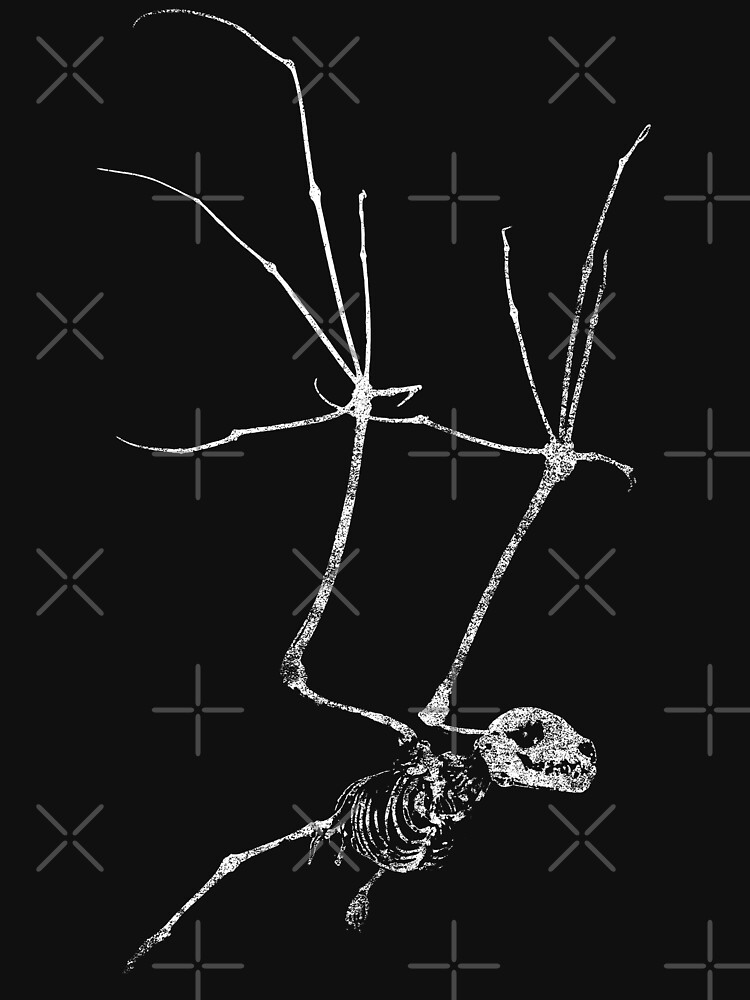 Bat Skeleton by ChadSavage