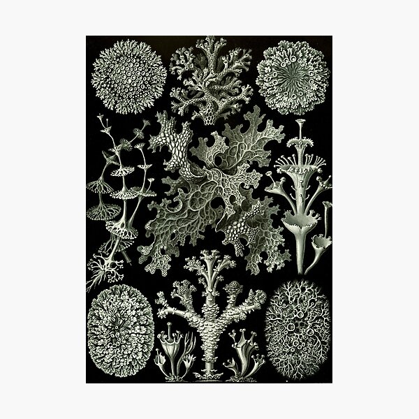Item preview, Natural History Lichen designed and sold by BlueSpecsStudio.
