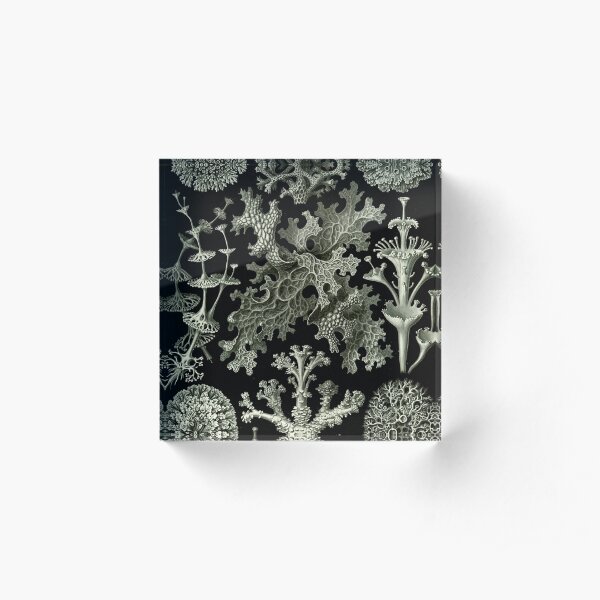 Natural History Lichen Acrylic Block