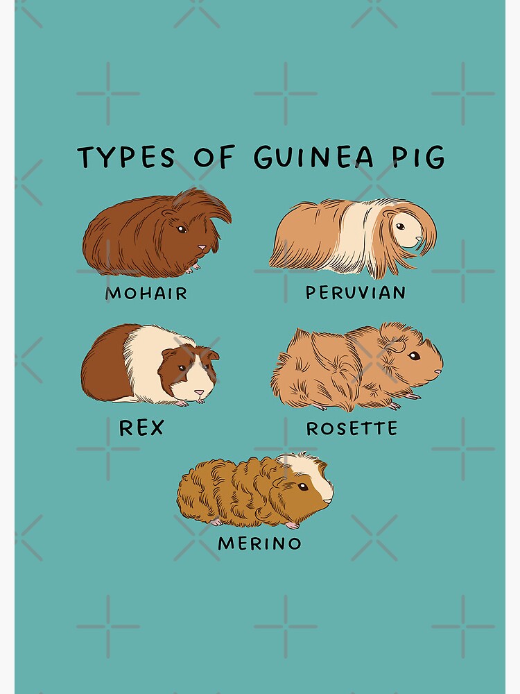 Different Breeds Guinea Pig Breed List All Types Of Guinea Pigs