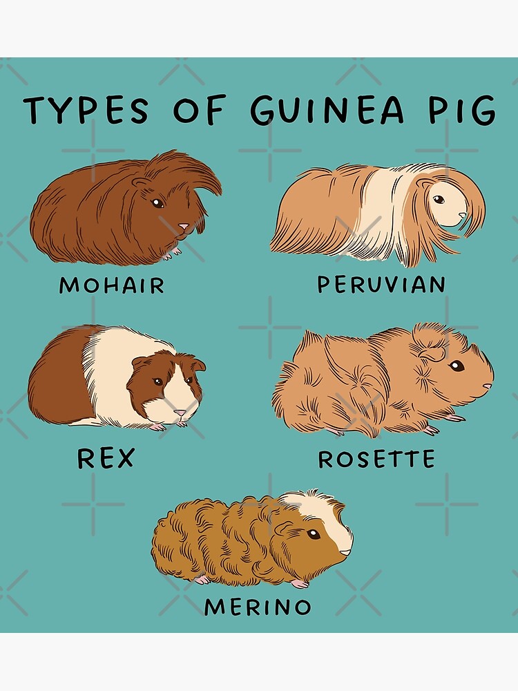 Funny guinea hot sale pigs