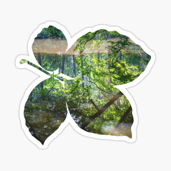 Reflection of trees in calm water Sticker