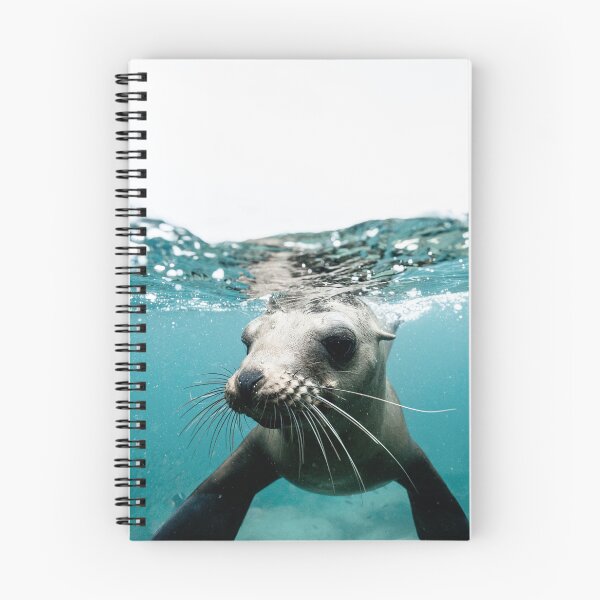 Item preview, young seal pup in cornwall designed and sold by ydsdesigns.