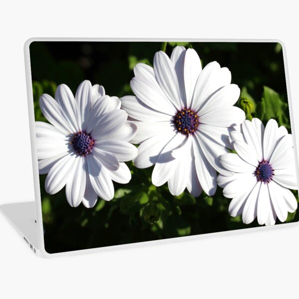 Purple and White Daisys Laptop Skin