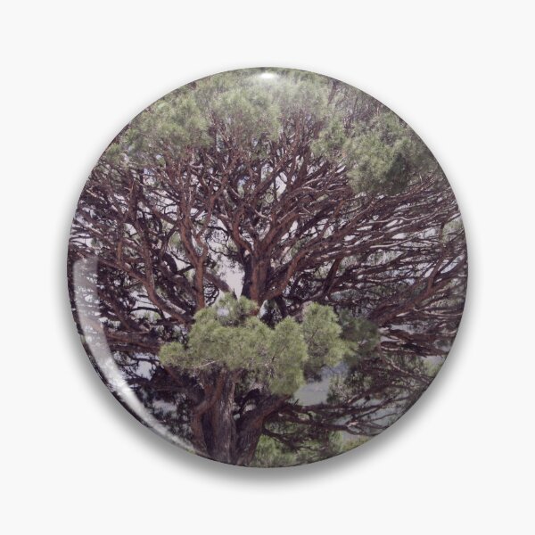 Item preview, Altintas Aydin Bozdogan Nature Reserve Pistachio Tree designed and sold by taiche.