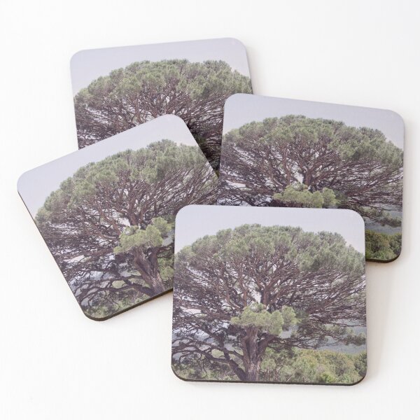 Item preview, Altintas Aydin Bozdogan Nature Reserve Pistachio Tree designed and sold by taiche.