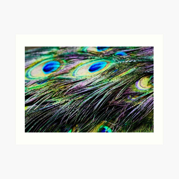 Peacock Pattern Art Print