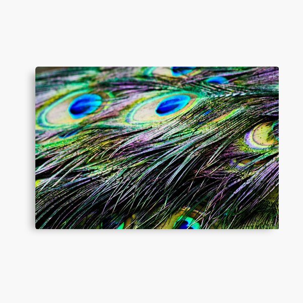 Peacock Pattern Canvas Print
