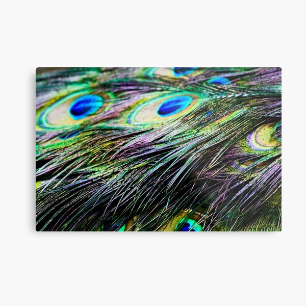 Peacock Pattern Metal Print