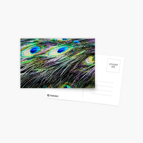 Peacock Pattern Postcard