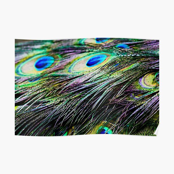 Peacock Pattern Poster