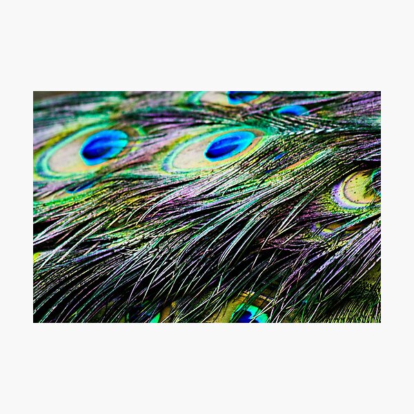 Peacock Pattern Photographic Print