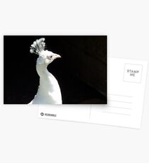 Snow White! - Leucistic White Peafowl - NZ Postcards