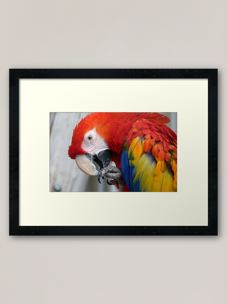 "Scarlett O'Hara! Scarlet Macaw NZ" Framed Art Print for Sale by