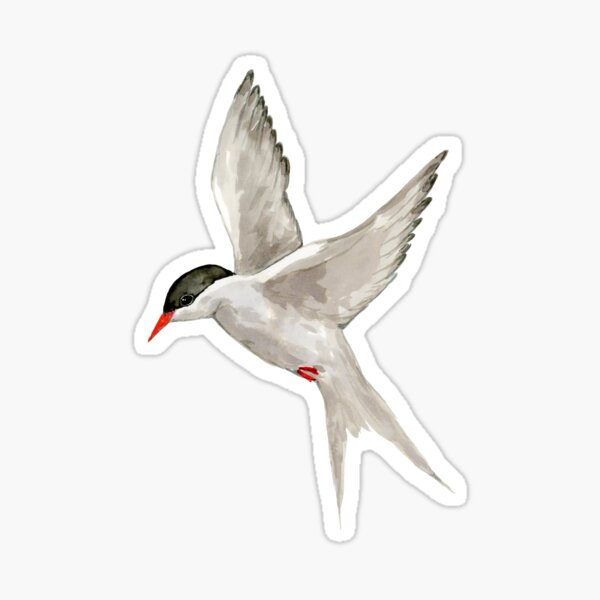 Arctic tern watercolor Sticker