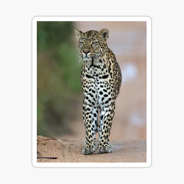 Female leopard Three Rivers Sticker for Sale by Anthony Goldman