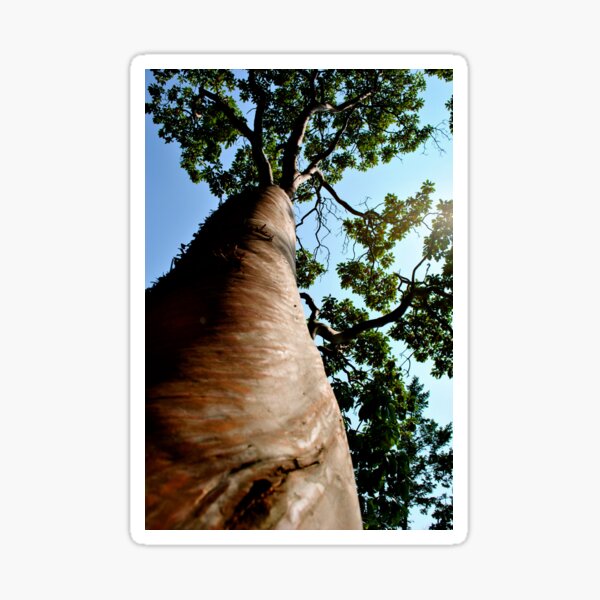 Item preview, Arbutus Tree designed and sold by JennaKnight.