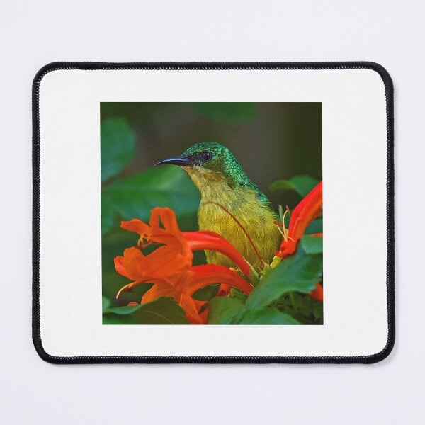 Item preview, Collared Sunbird designed and sold by Anthony Goldman.