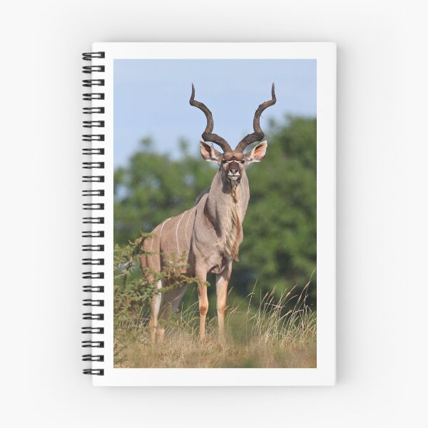 Item preview, Male Kudu designed and sold by Anthony Goldman.