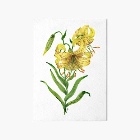 Aperçu de l'œuvre Lilium bosniacum créée et vendue par PetitMartin.