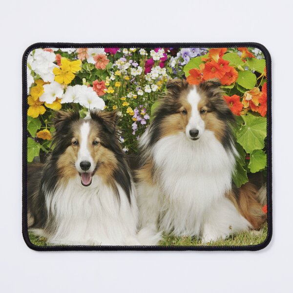 Item preview, Two Shetland Sheepdogs, together in a garden. designed and sold by ScienceSource.