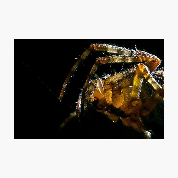 Arachnaphobia Photographic Print