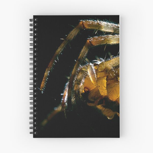 Aperçu de l'œuvre Arachnaphobie créée et vendue par Drummy.