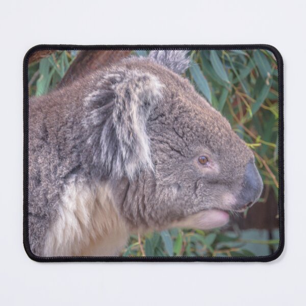 Item preview, The Curious Koala designed and sold by Steven Jodoin.