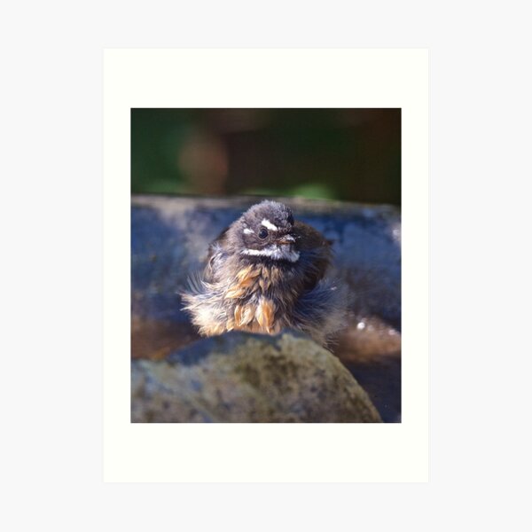 FANTAIL ~ Grey Fantail by David Irwin ~ WO Art Print
