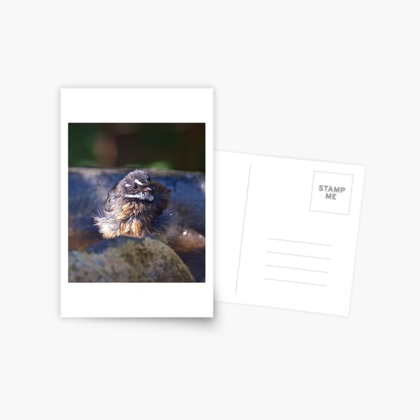 FANTAIL ~ Grey Fantail sDQSPzVU by David Irwin ~ WO Postcard