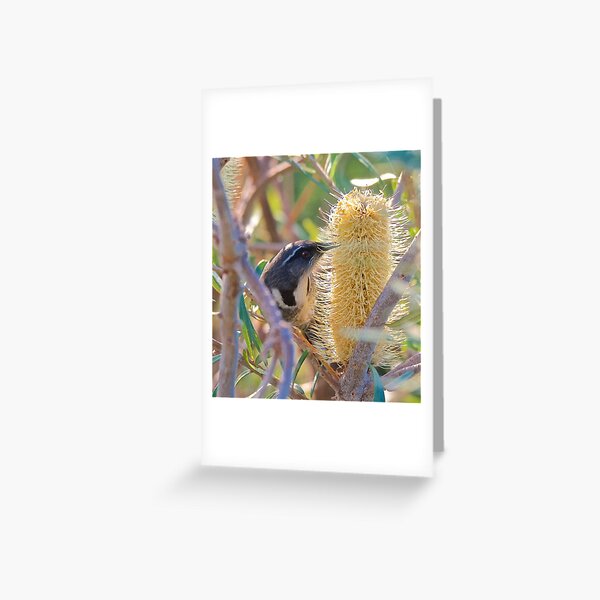 Item preview, HONEYEATER ~ Crescent Honeyeater MdARB379 by David Irwin designed and sold by tasmanianartist.