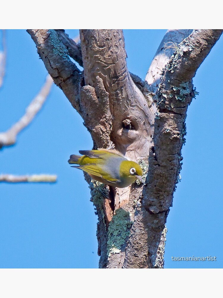 Thumbnail 2 of 2, Greeting Card, SILVEREYE ~ Grey-backed Silvereye y4jV2JRC by David Irwin designed and sold by tasmanianartist.