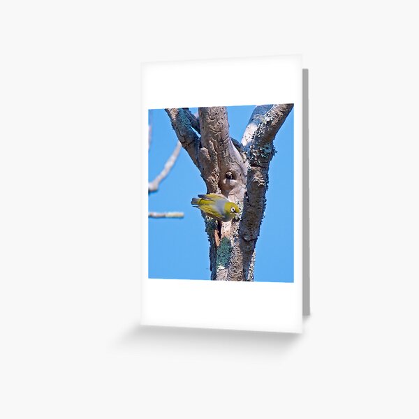 SILVEREYE ~ Grey-backed Silvereye by David Irwin Greeting Card