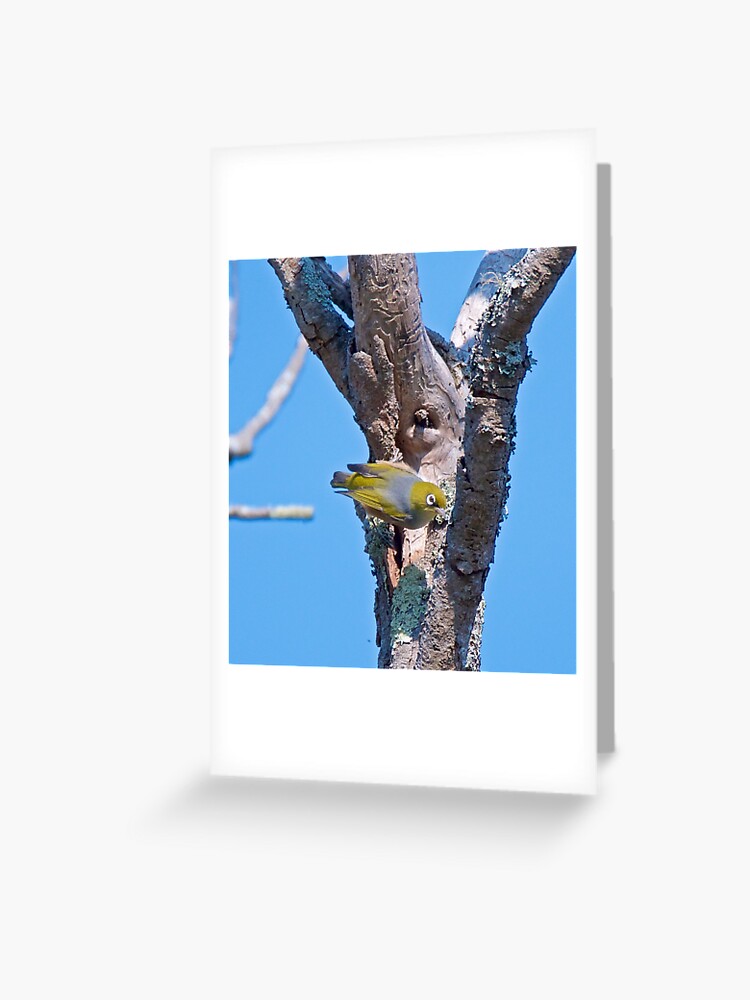 Thumbnail 1 of 2, Greeting Card, SILVEREYE ~ Grey-backed Silvereye y4jV2JRC by David Irwin designed and sold by tasmanianartist.