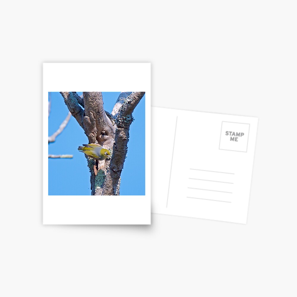 Item preview, Postcard designed and sold by tasmanianartist.