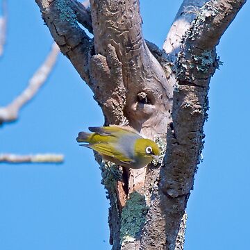 Artwork thumbnail, SILVEREYE ~ Grey-backed Silvereye y4jV2JRC by David Irwin by tasmanianartist