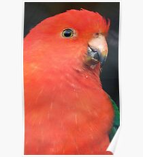 I Got A Twinkle In My Eye! King Parrot - Gore Gardens NZ Poster