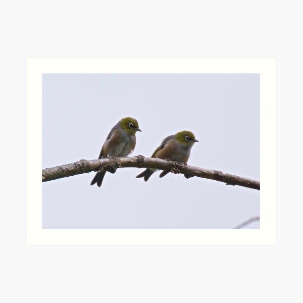 SILVEREYE ~ Grey-backed Silvereye by David Irwin Art Print